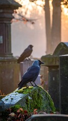 Two dark birds perched on weathered tombstones in a foggy, sunlit cemetery