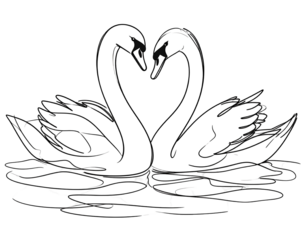 Two white swans mirroring each other, forming a heart shape, floating on water with sketched lily pads