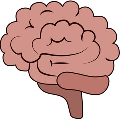Illustration Of A Pink Brain With A Dark Red Cerebellum And Brainstem On A Transparent Background