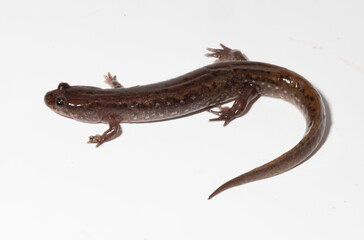 Looking down on an adult Northern dusky salamander, Desmognathus fuscus, on a white background. 