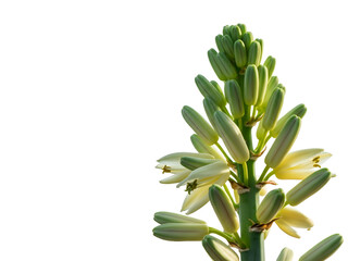 Obraz premium Majestic flower stalk of an Agave americana, or century plant, with fresh green buds and blossoms isolated on a clean white background for botanical design
