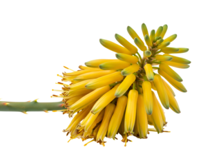 Yellow flower spike from a succulent plant, featuring numerous vibrant tubular blossoms. Isolated on a pure white background for botanical projects