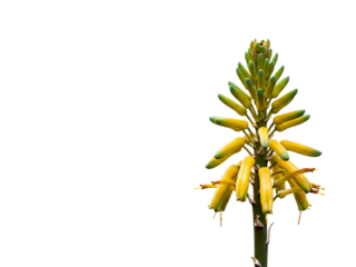 A single stalk of a blooming yellow Aloe flower with unopened green buds, isolated on a pure white background providing ample copy space