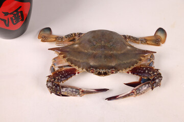 crab on the beach