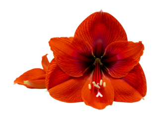 Vibrant red amaryllis flower with radiant petals, isolated on a pristine white background, showcasing botanical beauty and elegant form