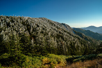 Rime Ice Meets Golden Larch at Shiga Kogen
樹氷と紅葉が出会う志賀高原 
