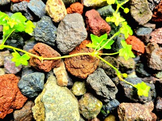 Tiny Leaf with Water Droplets on Rough Rock Texture