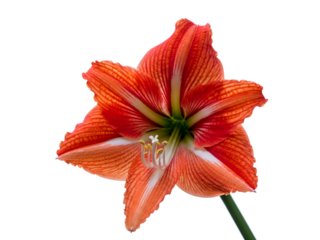 Close-up of a vibrant orange amaryllis flower with white stripes and green stamen, isolated against a clean white background
