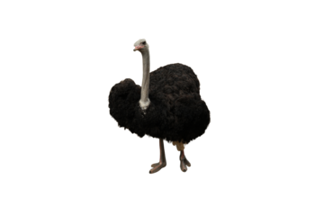 Ostrich in full profile displaying feathers and stance, isolated, PNG