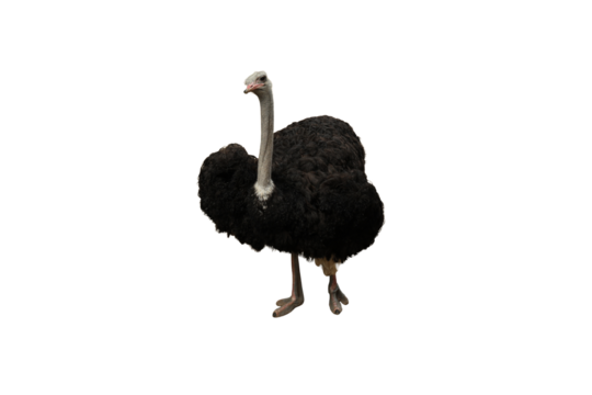 Ostrich in full profile displaying feathers and stance, isolated, PNG