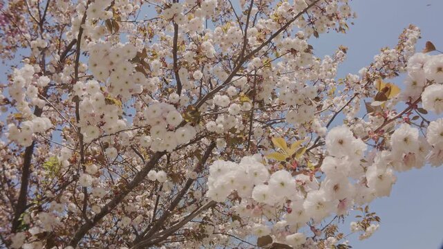 Motion under cherry blossom in white flowers on blue sky background, bottom view. White, double flowers of Japanese cherry tree, Prunus serrulata Kanzan are in full bloom
