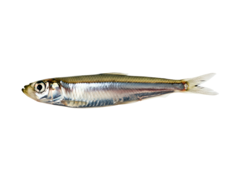 A small, silver-scaled fish with a streamlined body and pointed fins, isolated on a stark white background