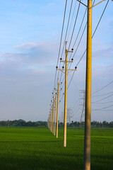 Electricity pylons in a rice field with blue sky