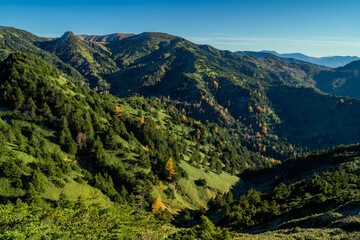 Fototapeta premium Yellowing Japanese Larch Forest, Shiga Kogen 志賀高原の紅葉するカラマツ林