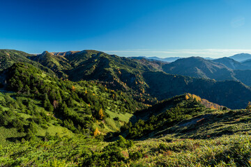 Yellowing Japanese Larch Forest, Shiga Kogen　志賀高原の紅葉するカラマツ林