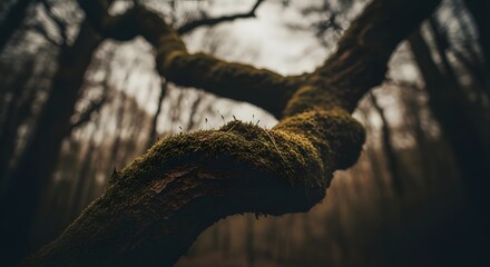 Gnarled Moss-Covered Tree Branch in a Moody Forest