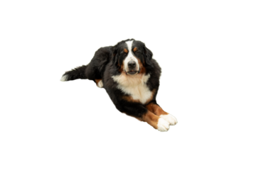 Bernese mountain dog resting on white, isolated, PNG
