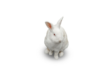 White rabbit with long ears is sitting calmly, isolated, PNG