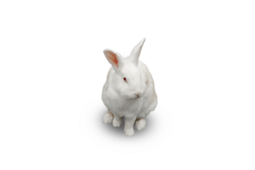 White rabbit with long ears is sitting calmly, isolated, PNG