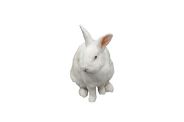 White rabbit with red eyes sitting on a white surface, isolated, PNG