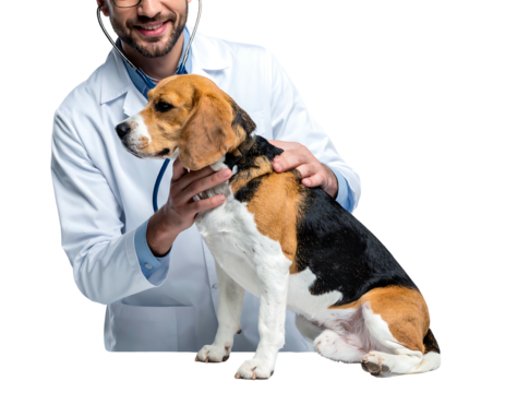 Vet gently examines a beagle on an exam table, wearing a white coat with stethoscope, smiling, against bright background