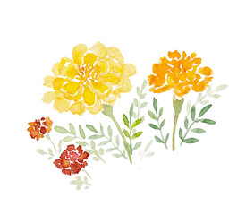 水彩マリーゴールド