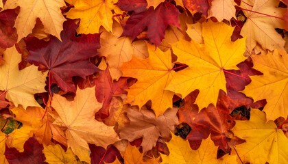 Fototapeta premium Autumn