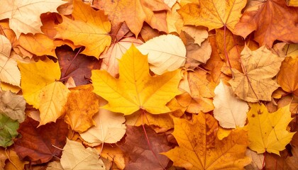 Fototapeta premium Autumn