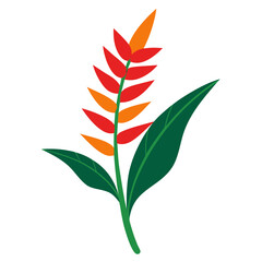 heliconia-flortropical on white background