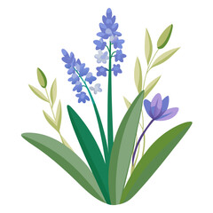 hyacinthoides sansevieria flower