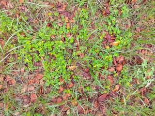 カタバミの花咲く桜の枯れ葉の散った秋の野原風景