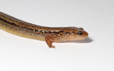 Profile of the head, forelimb and body of a Northern Two-Lined Salamander (Eurycea bislineata).