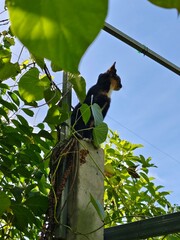 A cat climbs up a tall tree.