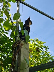 A cat climbs up a tall tree.