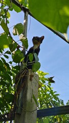 A cat climbs up a tall tree.