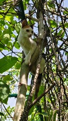 A cat climbs up a tall tree.