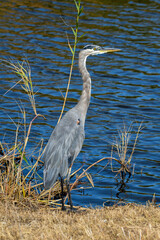 Great Blue Heron at a nature reserve