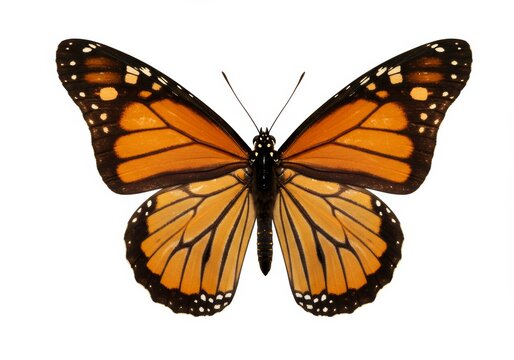 Magnificent monarch butterfly against a pristine white backdrop presenting its pattern