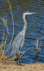 Great Blue Heron at a nature reserve