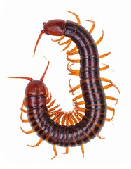 Millipedes and centipedes crawl swiftly with many legs, unique shapes, and fascinating natural behaviors.