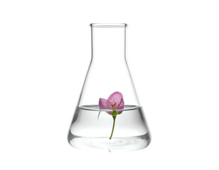 Pink blossom in clear flask filled halfway with a clear liquid, against a solid black background
