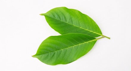 Fototapeta premium Illustration of two fresh green leaves isolated on white background, closeup studio shot