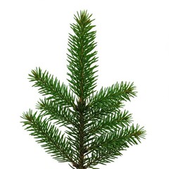Fresh green fir branch isolated on a pristine white background. Studio shot of natural evergreen foliage for design template ,texture ,design element ,fresh
