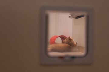 Orange kitten, British shorthair cat in the house