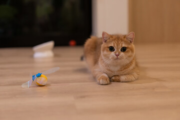 Orange kitten, British shorthair cat in the house