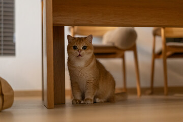 Orange kitten, British shorthair cat in the house