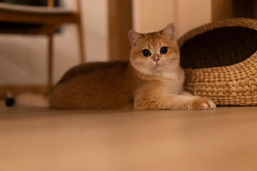 Orange kitten, British shorthair cat in the house