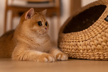 Orange kitten, British shorthair cat in the house