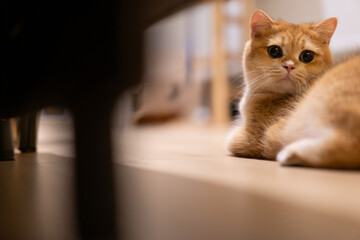 Orange kitten, British shorthair cat in the house