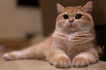 Orange kitten, British shorthair cat in the house